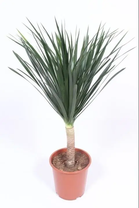 شجرة التنين - رأس واحد (Dracaena draco 1PP)