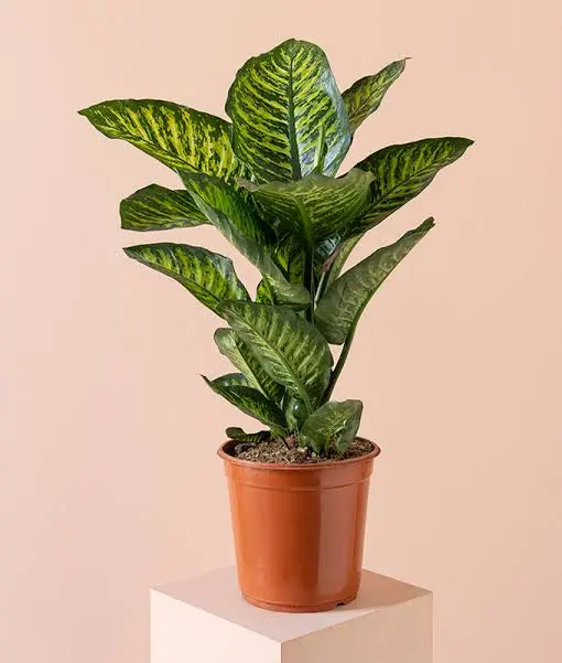 Dieffenbachia Seg. Maroba