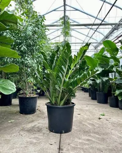 زاميوكولكاس (ZZ Plant)
