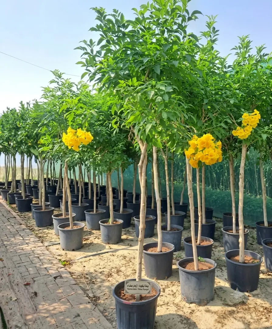 تيكوما صفراء (Tecoma stans)