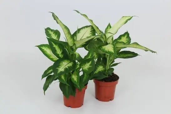 Dieffenbachia Camilla