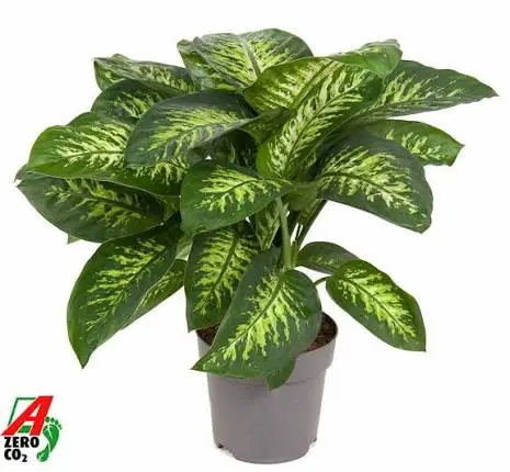 ديفنباخيا سيغ. ريفا Dieffenbachia Seg. Reeva