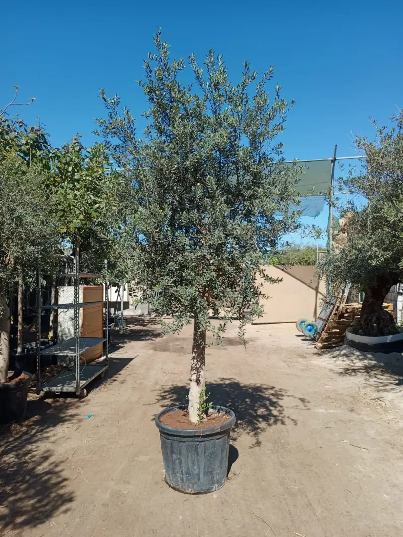 شجرة الزيتون الأوروبية الفاخرة (Olea europaea)