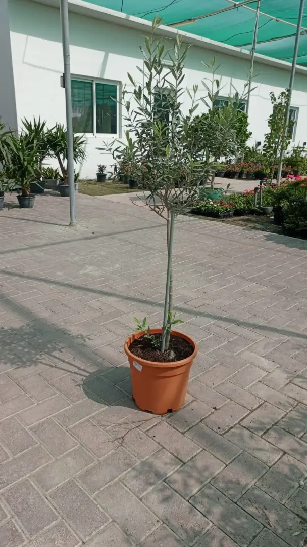 شجرة الزيتون الأوروبية (Olea europaea)