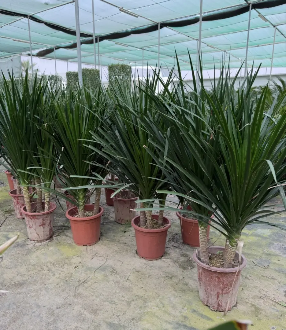 Dracaena Draco 3PP