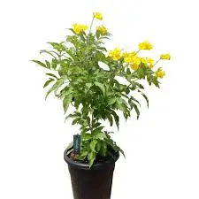تيكوما صفراء Yellow Bells