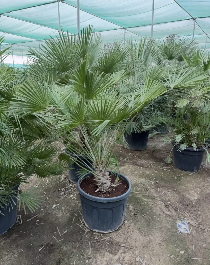 نخلة المروحة الأوروبية Chamaerops humilis