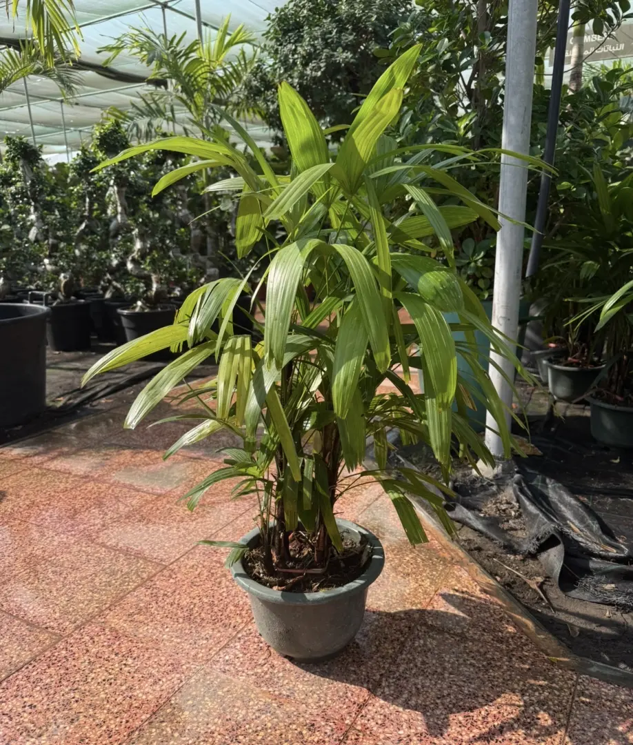 نخلة رابيس (Rhapis excelsa)