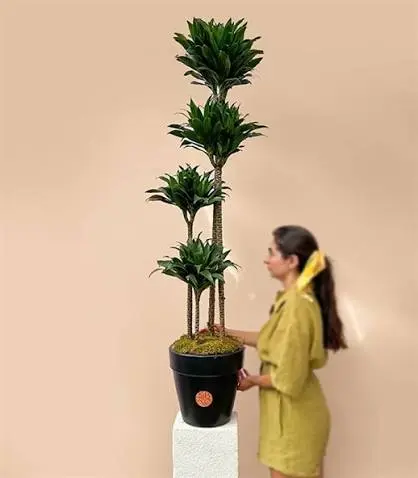 دراسينا كومباكتا