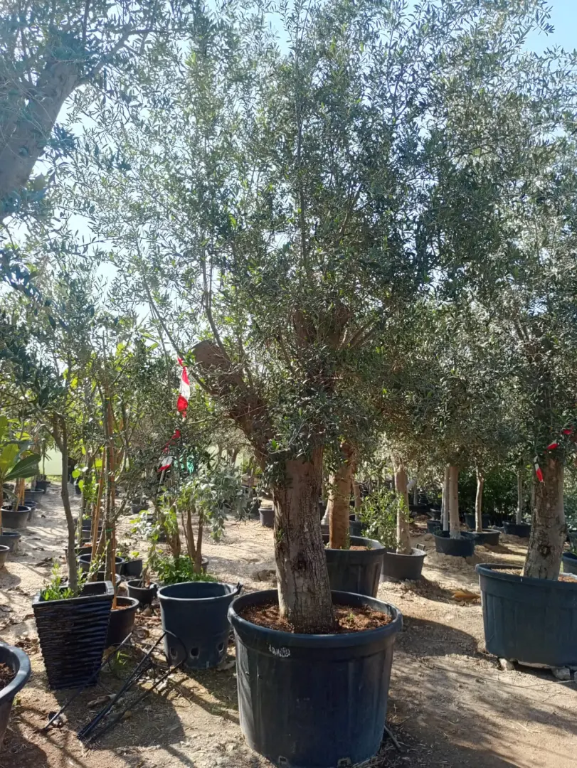 شجرة الزيتون الأوروبية معمرة (Olea europaea)
