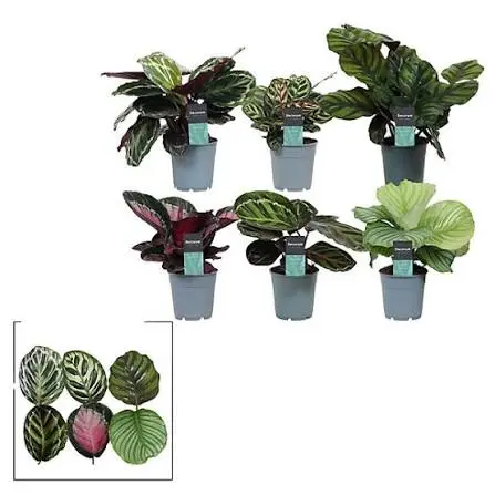 Calathea Mixed 4 Varieties I