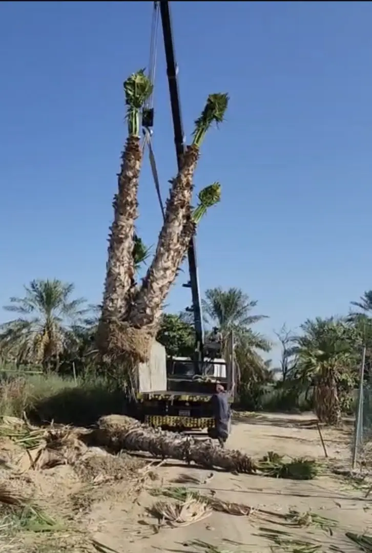 نخلة واشنطونيا متعددة الرؤوس (4 رؤوس)