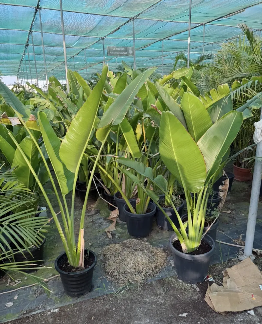 شجرة المسافر (Ravenala madagascariensis