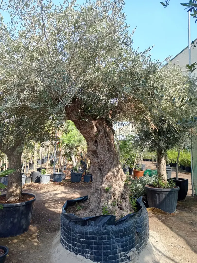 شجرة الزيتون الأوروبية معمرة (Olea europaea)